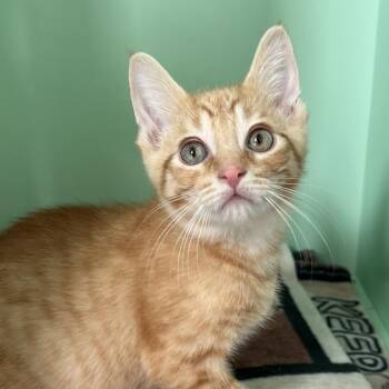 Loco -  Domestic Short Hair Cat for Adoption in Pontiac, Michigan - Loco | PetCurious