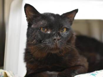 Pedro Pawscal -  Domestic Short Hair Cat for Adoption in Portland, Oregon - Pedro Pawscal | PetCurious