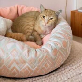 Rescue Domestic Short Hair Cats for Adoption in Beaverton, Oregon - Elmer | PetCurious