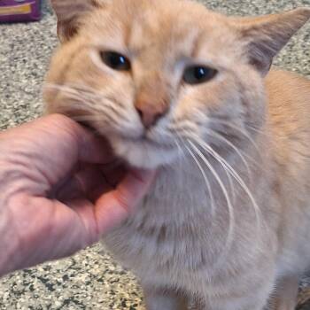 Domestic Short Hair Cats Available for Adoption - Dreamsicle  | PetCurious