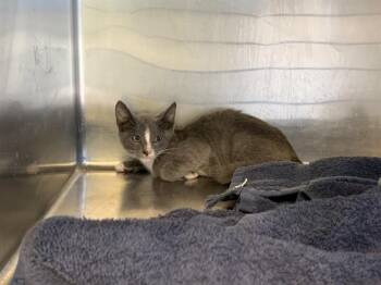 POKI -  Domestic Short Hair Cat for Adoption in Grand Prairie, Texas - POKI | PetCurious