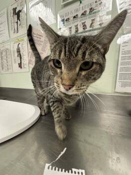 ELVIS* -  Domestic Short Hair Cat for Adoption in Santa Cruz, California - ELVIS* | PetCurious