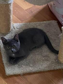 Éloise -  Domestic Short Hair Cat for Adoption in Delson, Quebec - Éloise | PetCurious