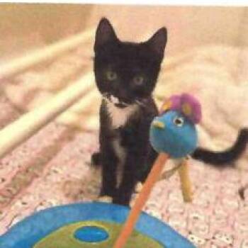 Roy -  Domestic Short Hair Cat for Adoption in Lakewood, Colorado - Roy | PetCurious