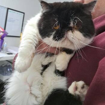 Prim -  Persian Cat for Adoption in Taos, New Mexico - Prim | PetCurious
