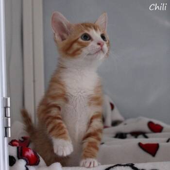 Chili -  Domestic Short Hair Cat for Adoption in Yucaipa, California - Chili | PetCurious