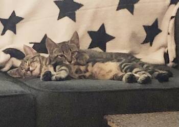 Rescue Tabby and Domestic Short Hair Cats for Adoption in Harrisburg, Pennsylvania - Ziggy And Zigzag - Bonded Kitten Brothers | PetCurious