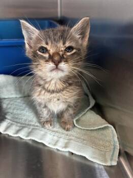 IRON FIST -  Domestic Short Hair Cat for Adoption in Pearland, Texas - IRON FIST | PetCurious