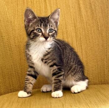 Tabitha -  Domestic Short Hair Cat for Adoption in Mount Pleasant, South Carolina - Tabitha | PetCurious