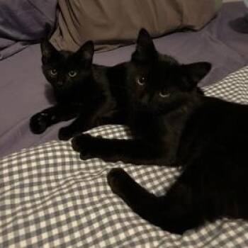 Fork and Knife -  Domestic Medium Hair Cat for Adoption in Bellingham, Washington - Fork And Knife | PetCurious