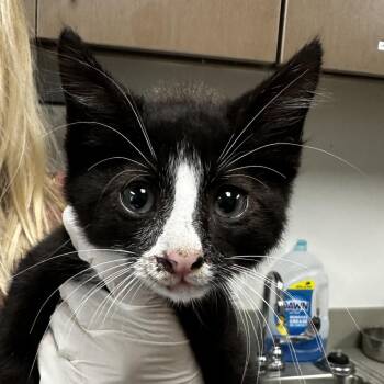 Domestic Short Hair Cats Available for Adoption - Frankenstein | PetCurious