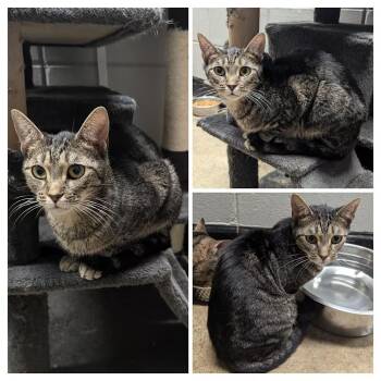 Domestic Short Hair Cats Available for Adoption in Milledgeville, Georgia - Mojo | PetCurious