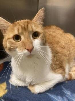 Domestic Short Hair Cats Available for Adoption - Lily | PetCurious