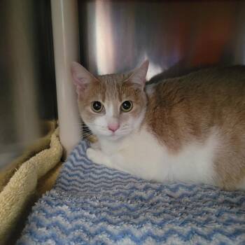 Nahla -  American Shorthair Cat Available for Adoption in Walker, Michigan - Nahla | PetCurious