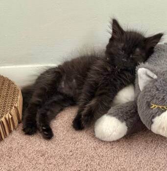 Buffy -  Domestic Medium Hair Cat for Adoption in North Babylon, New York - Buffy | PetCurious