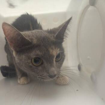 Florian -  Domestic Short Hair Cat for Adoption in Birmingham, Alabama - Florian | PetCurious