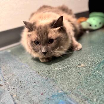 Malak -  Ragdoll Cat for Adoption in Chico, California - Malak | PetCurious