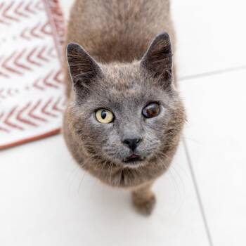 Coventry -  Domestic Short Hair Cat Available for Adoption in New York, New York - Coventry | PetCurious