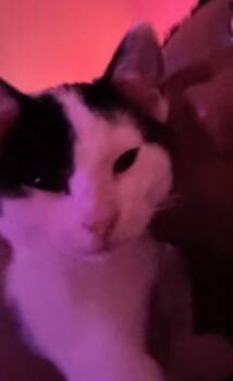 Toba Lee -  Domestic Short Hair Cat for Adoption in Fairfax, Virginia - Toba Lee | PetCurious