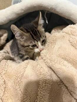 Ryder -  Domestic Short Hair Cat for Adoption in Liverpool, Texas - Ryder | PetCurious