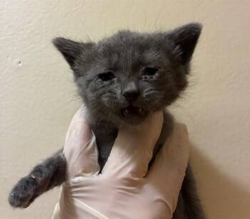 Domestic Short Hair Cats Available for Adoption in Riverside, California - GREYJOY | PetCurious