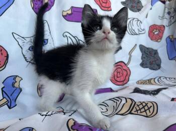 Fry -  Domestic Short Hair Cat for Adoption in Corpus Christi, Texas - Fry | PetCurious