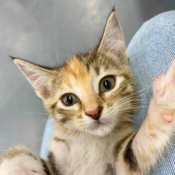 Lily -  Domestic Medium Hair Cat for Adoption in Huntsville, Arkansas - Lily | PetCurious