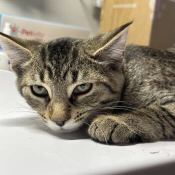 Rescue Domestic Short Hair Cats for Adoption in Mount Laurel Township, New Jersey - Precious | PetCurious