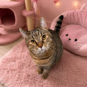 Domestic Short Hair and Tabby Cats Available for Adoption in Greensburg, Pennsylvania - Laurel | PetCurious