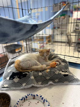 Rescue Domestic Short Hair Cats for Adoption - Peach | PetCurious