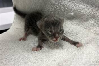 Domestic Short Hair Cats Available for Adoption in Doral, Florida - PARIS | PetCurious