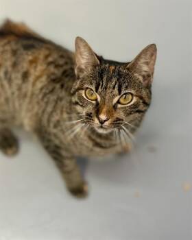 MAKI -  Domestic Short Hair Cat for Adoption in Fort Walton Beach, Florida - MAKI | PetCurious