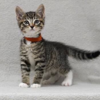 Domestic Short Hair Cats Available for Adoption in Sunnyvale, California - Fava (Rust Collar) | PetCurious