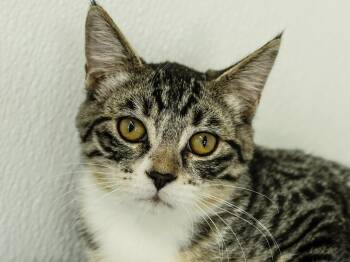 Willie -  Tabby and Domestic Short Hair Cat for Adoption in Republic, Washington - Willie | PetCurious