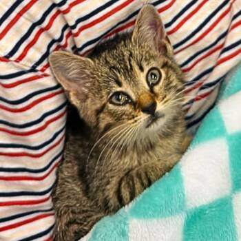 Sunshine -  Domestic Short Hair Cat for Adoption in Lexington, Kentucky - Sunshine | PetCurious