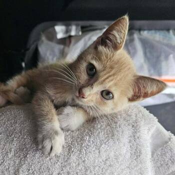 Weasley -  Domestic Short Hair Cat for Adoption in San Antonio, Texas - Weasley | PetCurious