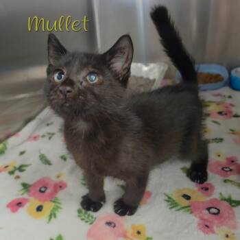 Mullet -  Domestic Short Hair Cat for Adoption in Parkersburg, West Virginia - Mullet | PetCurious