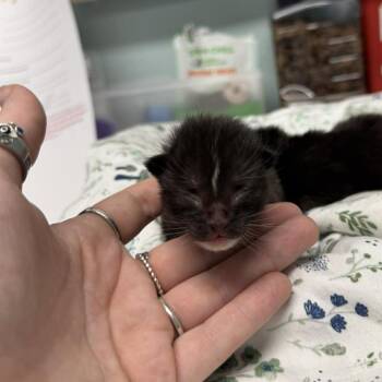 Domestic Medium Hair Cats Available for Adoption in Edwardsville, Illinois - Totter | PetCurious