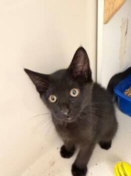 Ash -  Domestic Short Hair Cat for Adoption - Ash | PetCurious