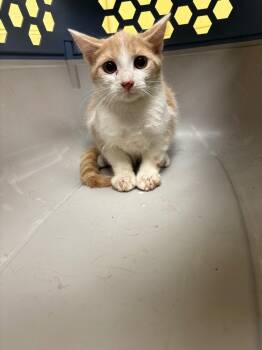 ROGUE -  Domestic Short Hair Cat for Adoption in Crossville, Tennessee - ROGUE | PetCurious