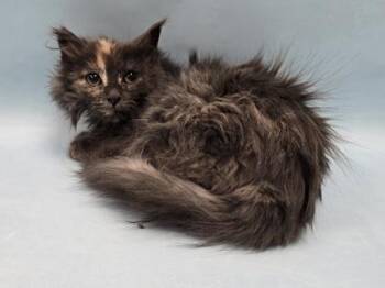 Domestic Medium Hair Cats Available for Adoption - Millie | PetCurious