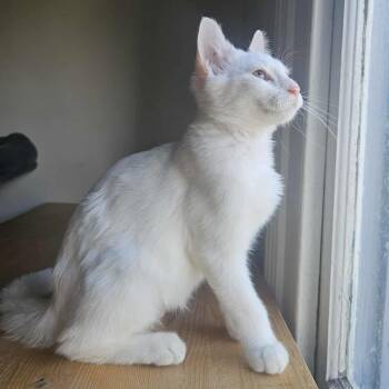 Rescue Domestic Short Hair Cats for Adoption in Wilmington, North Carolina - Frankie | PetCurious