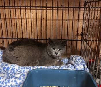 Domestic Short Hair Cats Available for Adoption - Sammy | PetCurious