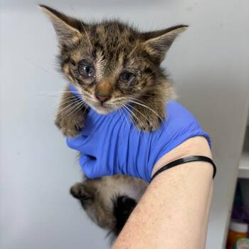 Domestic Short Hair Cats Available for Adoption in Columbiana, Alabama - Canes Sauce | PetCurious
