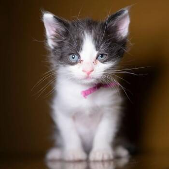 ZION -  Domestic Short Hair Cat for Adoption in Richmond, California - ZION | PetCurious