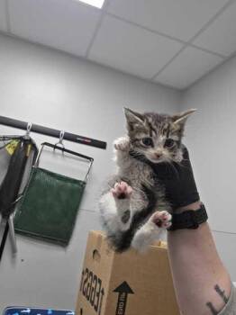 Domestic Short Hair Cats Available for Adoption in Sevierville, Tennessee - Tumnus | PetCurious