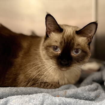 Rescue Siamese Cats for Adoption in Oakland, California - Bellaluna | PetCurious