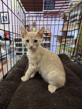 Lewis -  Domestic Short Hair Cat for Adoption in Redlands, California - Lewis | PetCurious
