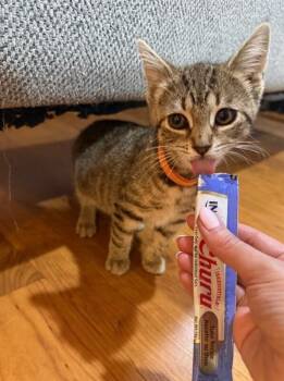 Stella -  Domestic Short Hair Cat for Adoption in North Babylon, New York - Stella | PetCurious