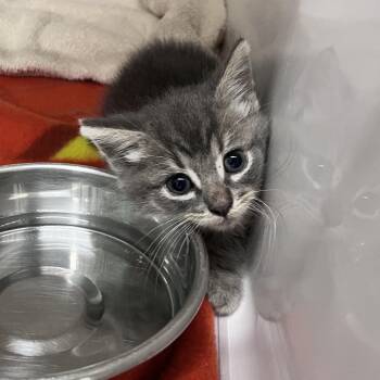 Whisper -  Domestic Medium Hair Cat for Adoption in Charleston, West Virginia - Whisper | PetCurious